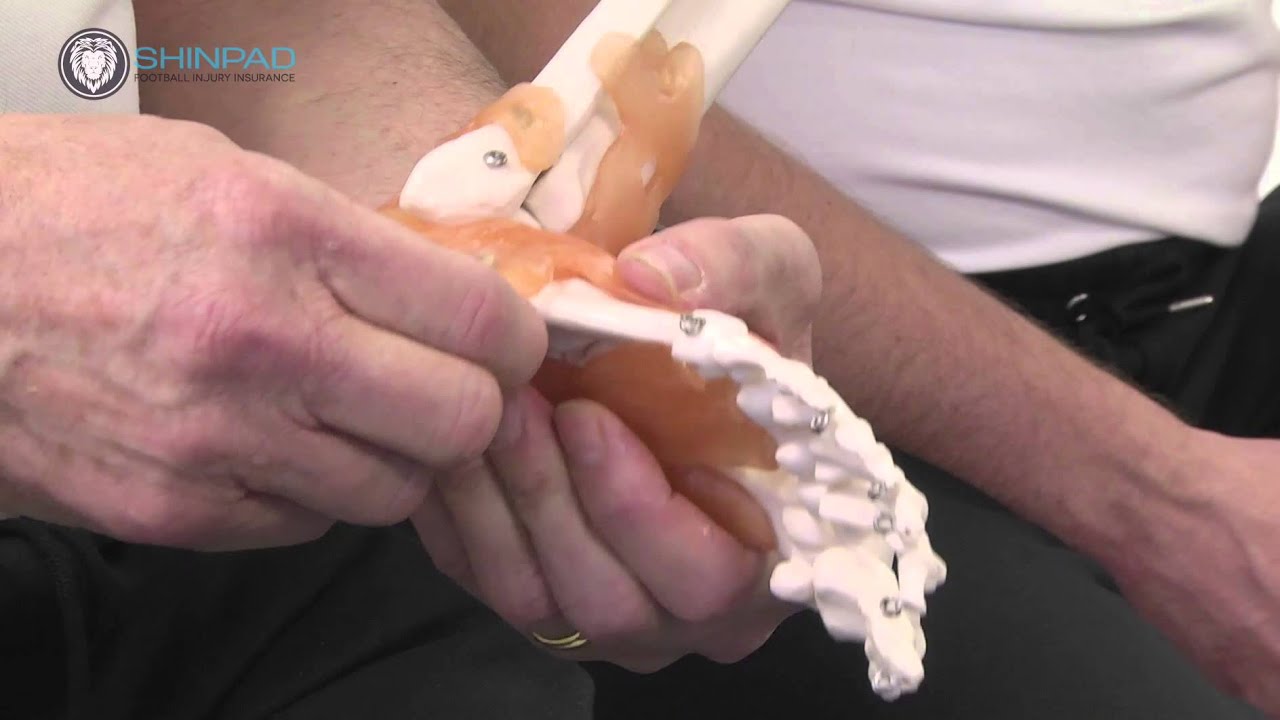 Metatarsals