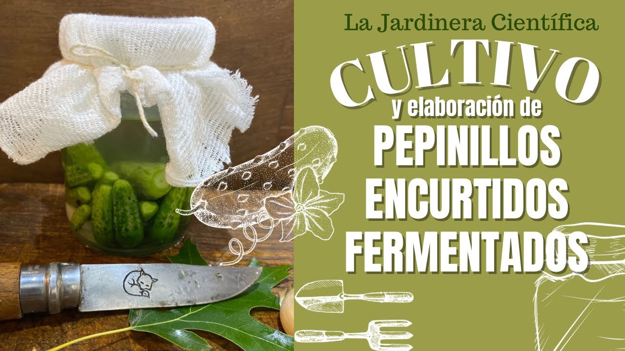 🥒👩🏽‍🌾Cultivo y receta de pepinillos encurtidos fermentados