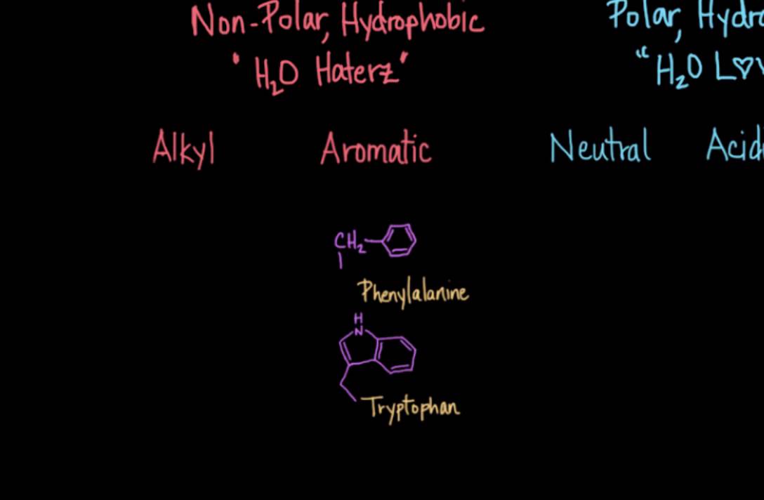 Classification of Amino Acids