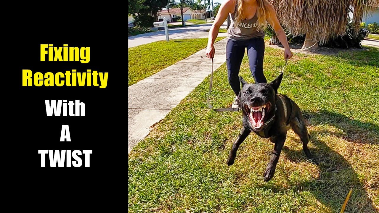 Fixing Dog Reactivity with a TWIST