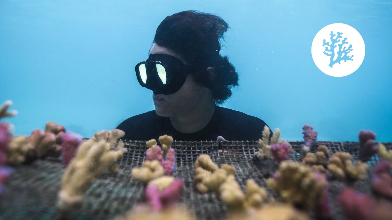 Let's Save The Reef // Zimy Da Kid X Coral Gardeners