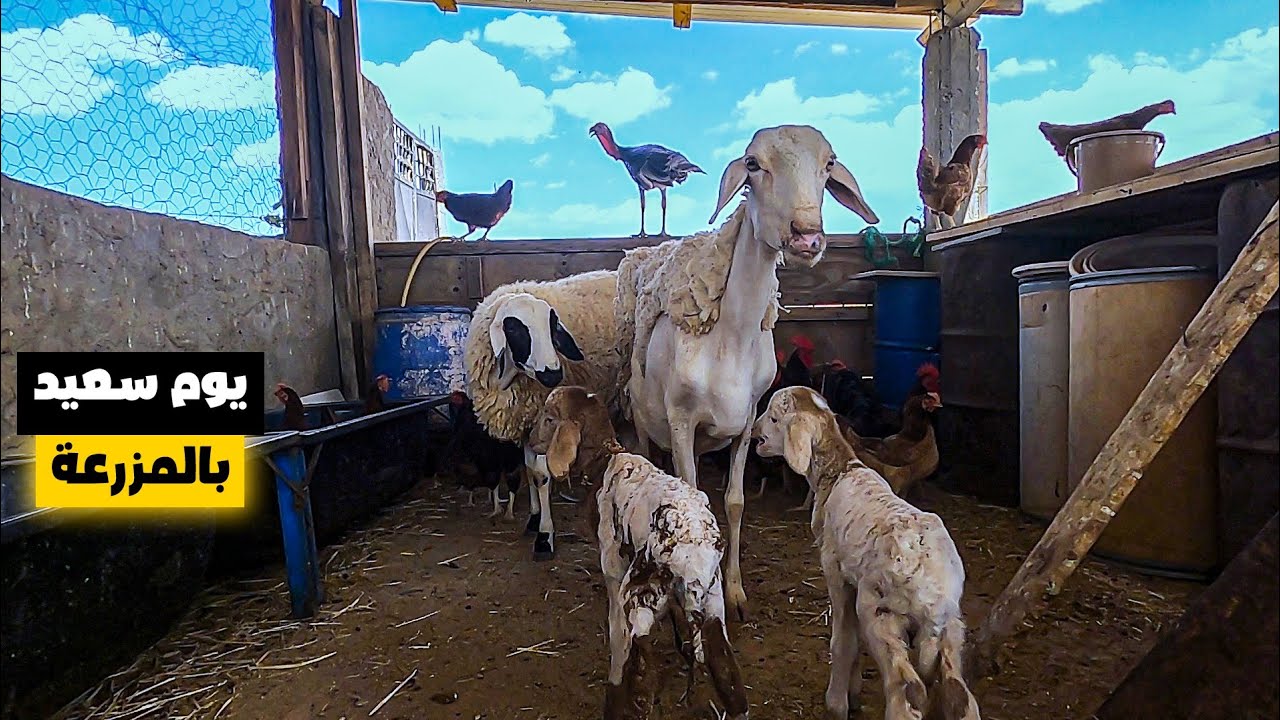 هكذا كانت المفاجأة السارة🥰/ماهي اجناس المواليد🐏🐏