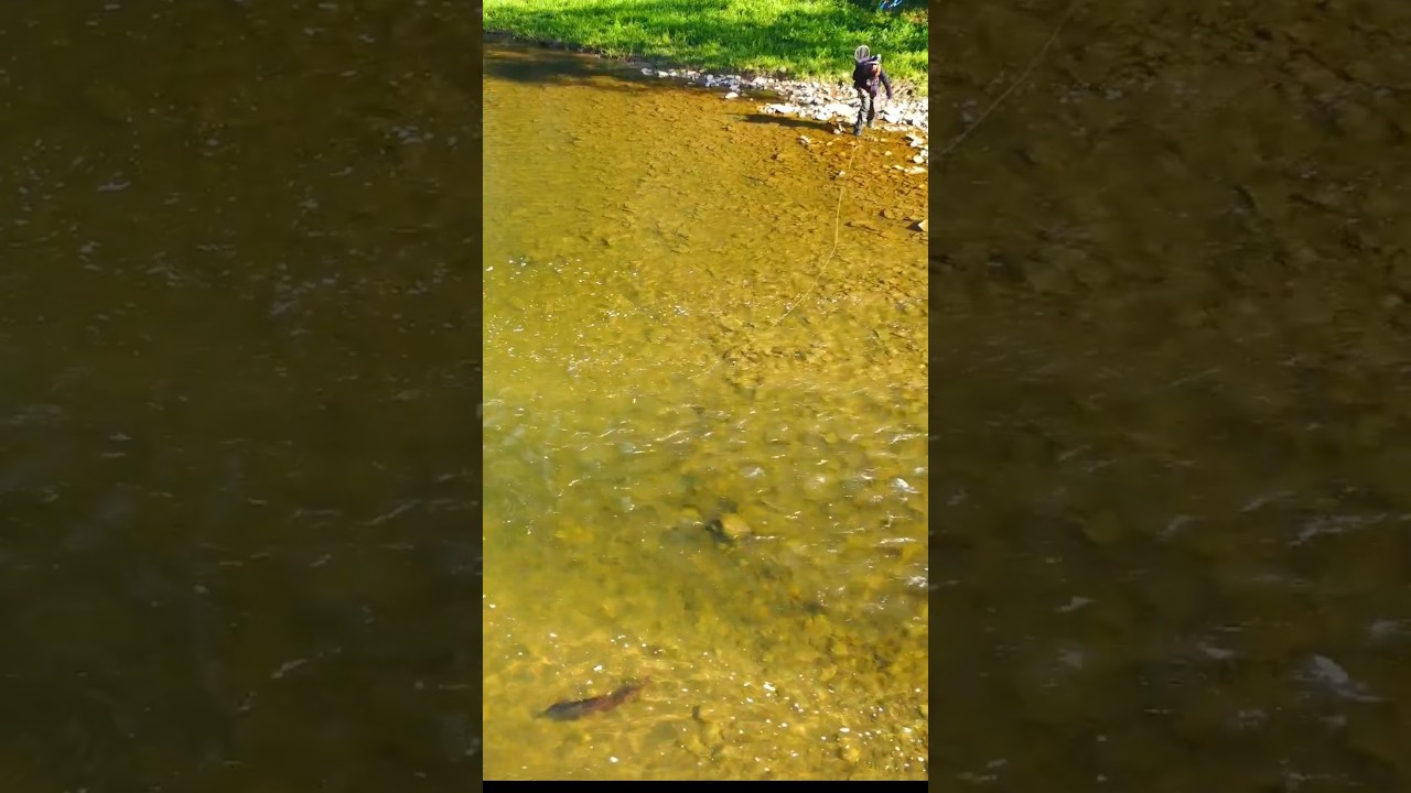 Chasing The King-Fishing For The Biggest Salmonid In The World #taimen #flyfishing #hugefish #huchen