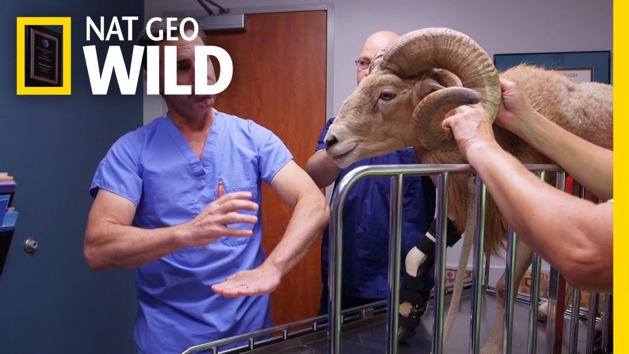 Saving a Disabled Ram | Animal ER