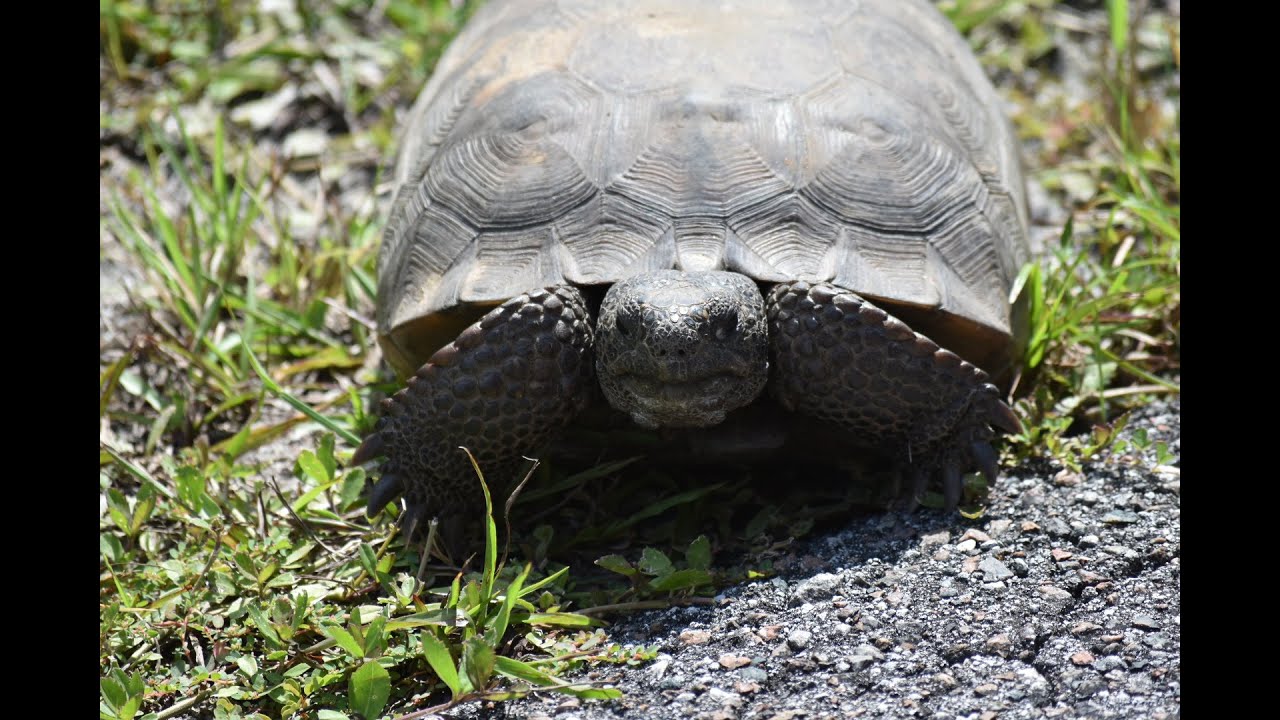 Gopher Tortoise of Florida