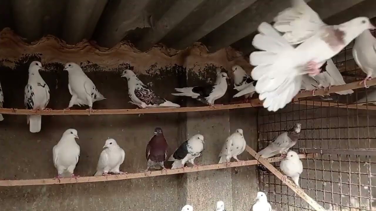 کبوتر برای رفاقت نه رقابت تقدیم نگاه تون عشقبازی❤️