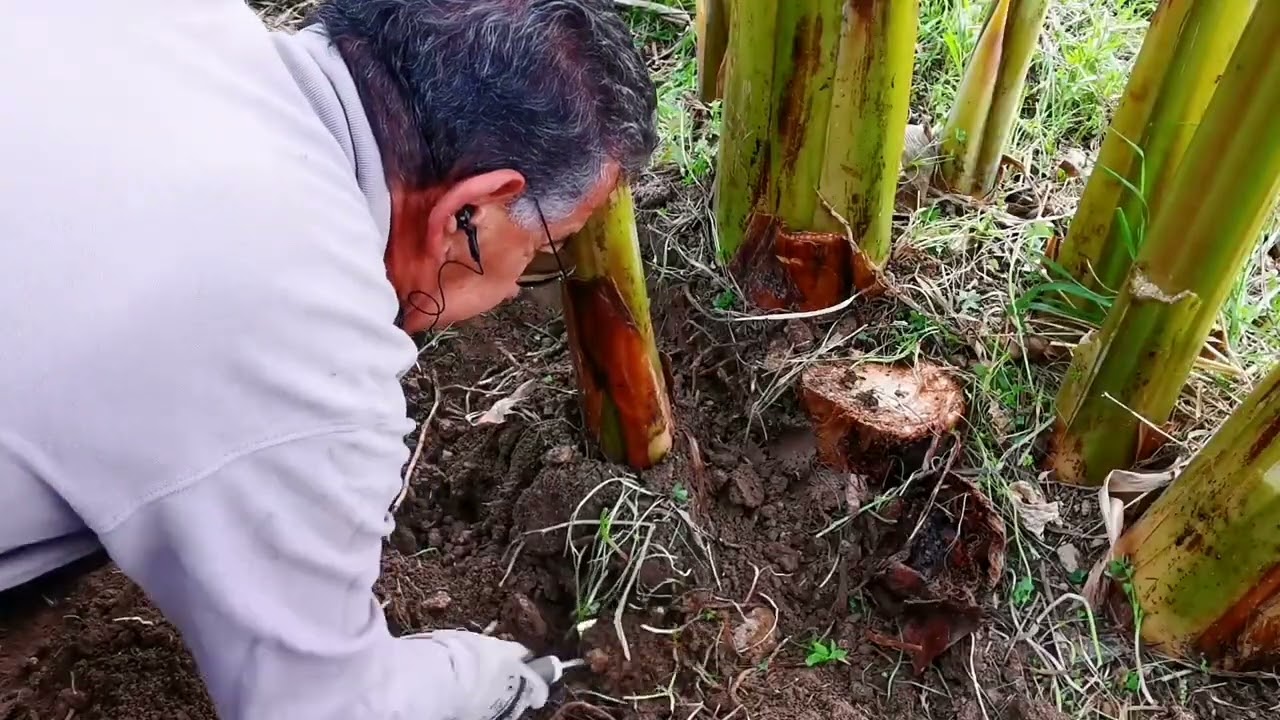 Banano Siciliano. Spollonatura e taglio del fusto che ha fruttificato.