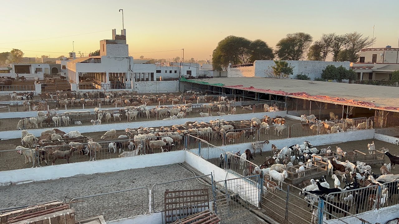 Aisa Farm First Time Dekha l Rana Iqbal Siraj Dairy Agri and Cattle Farm #корова #буйвол #коза #в...