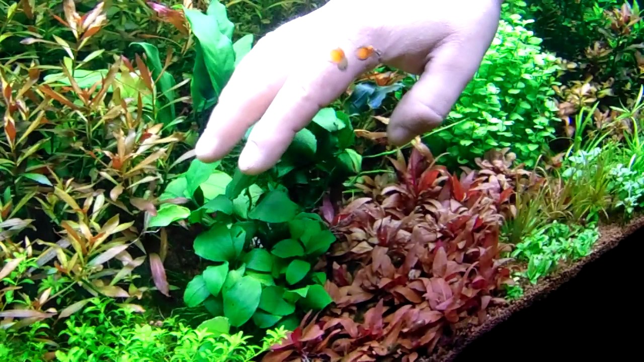 Anubias fajok (low tech növénykalauz)
