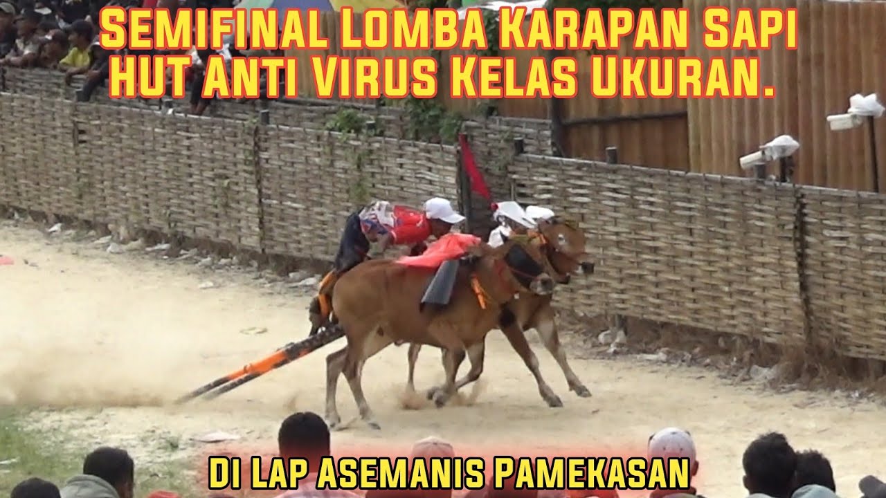 Semifinal Lomba Karapan Sapi  HUT Anti Virus Kelas Ukuran Di Lap Di Lap Asemanis. 