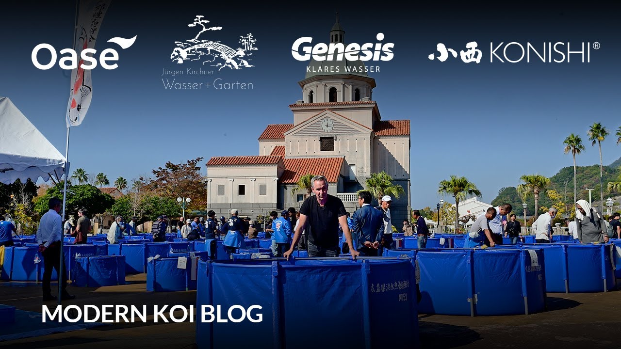 Modern Koi Blog #6289 - Live aus Japan: Die Hiroshima Nogyosai Koishow 2023