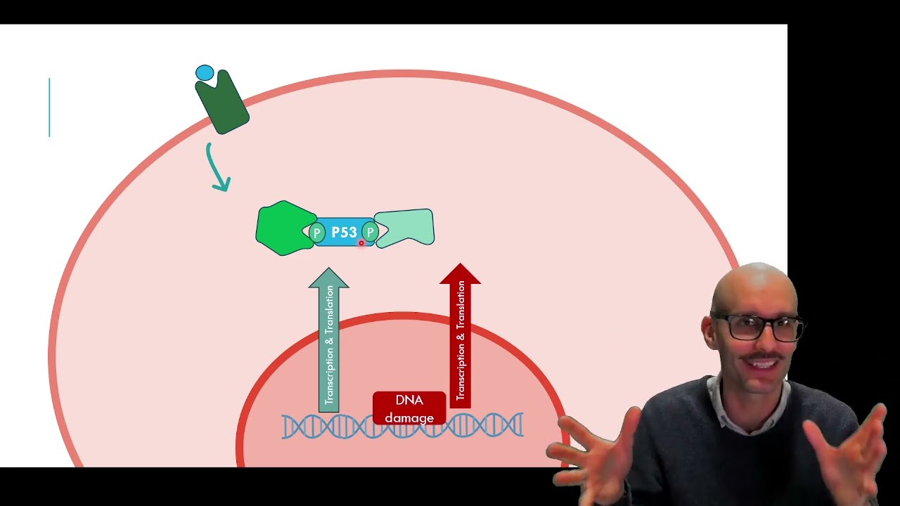 Apoptosis Explained: p53 Activation, Cytochrome c Release, the Apoptosome, and the Caspase Cascade