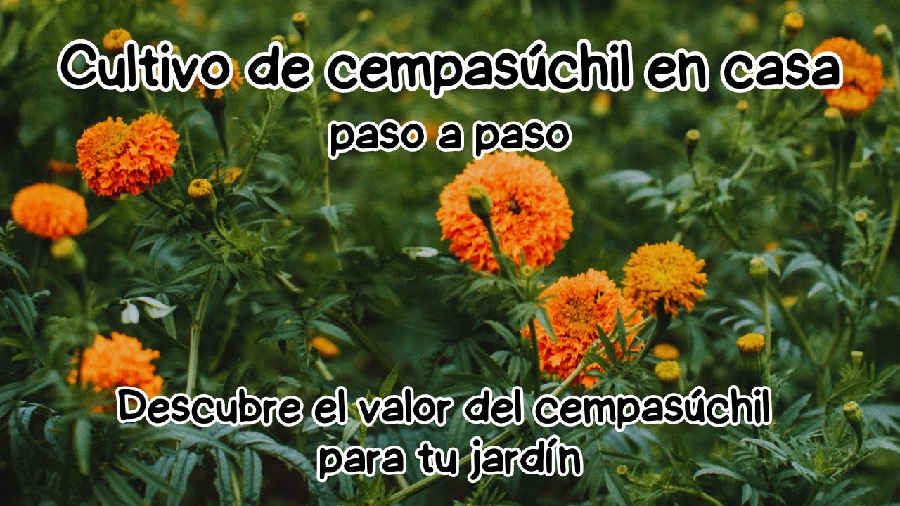 C&oacute;mo sembrar CEMPAS&Uacute;CHIL en casa//prevenci&oacute;n de plagas🏵️