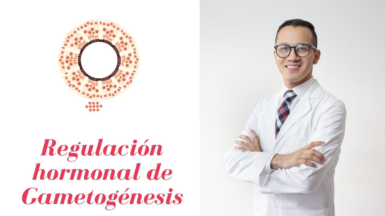 Embriología - Regulación hormonal de Gametogénesis en 3D