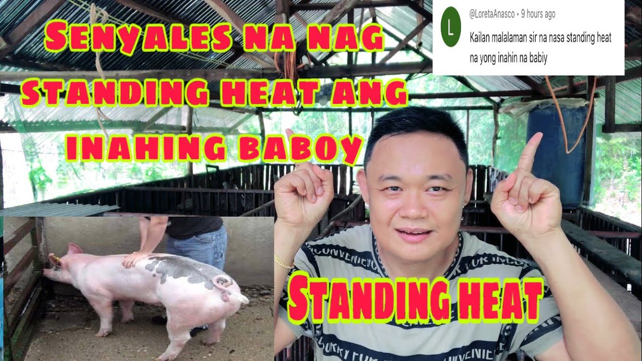 Ano ang mga senysles na nag standing heat ang inahing baboy | Ryan Patenio