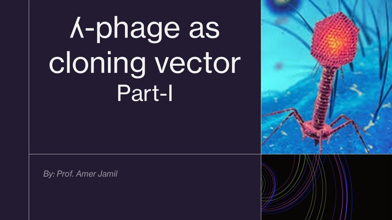 Lambda phage as cloning vector part I Recording