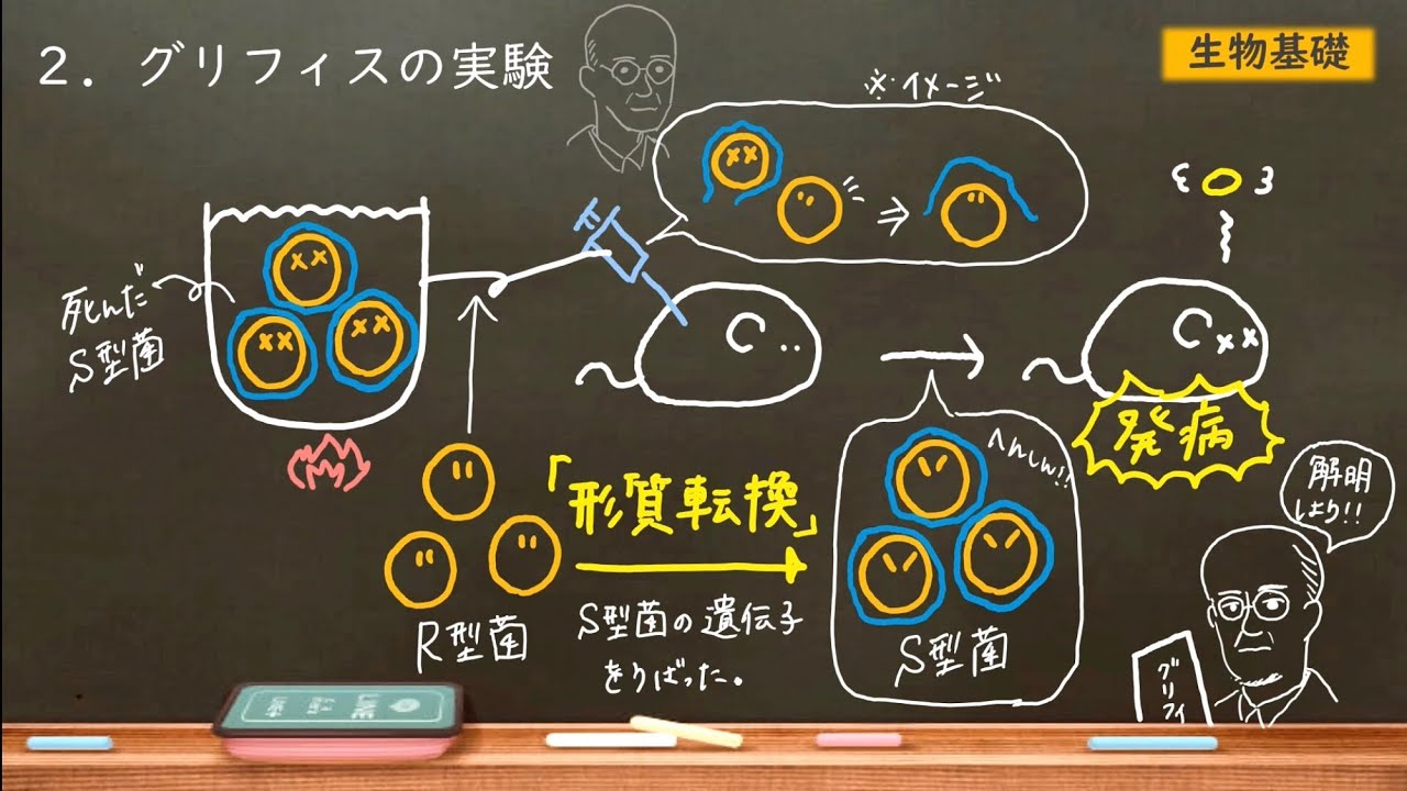 グリフィスとエイブリーの実験をわかりやすく　【生物基礎】
