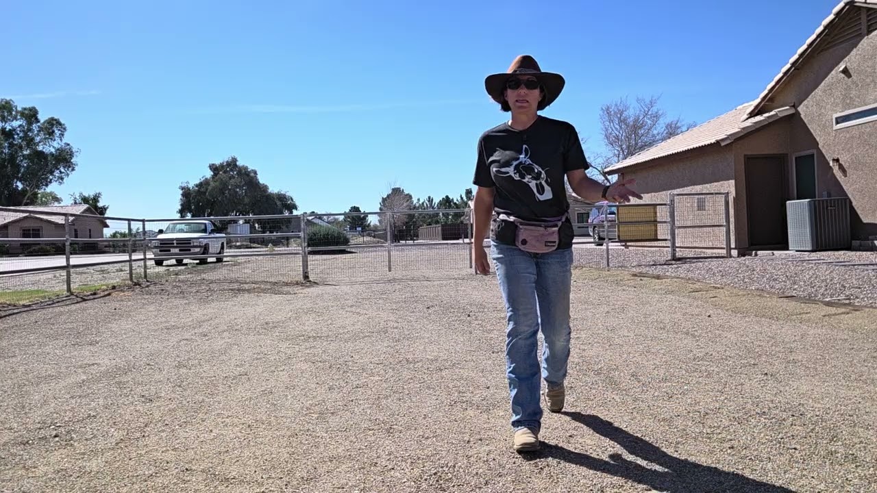 Benny's first time out of the backyard, and how I handle a bolting donkey 