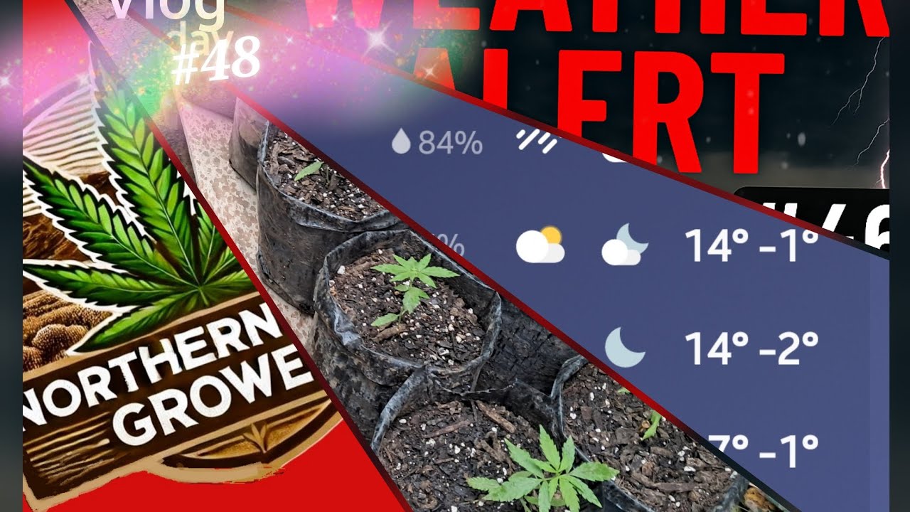 Outdoor Winter Grow Strategies