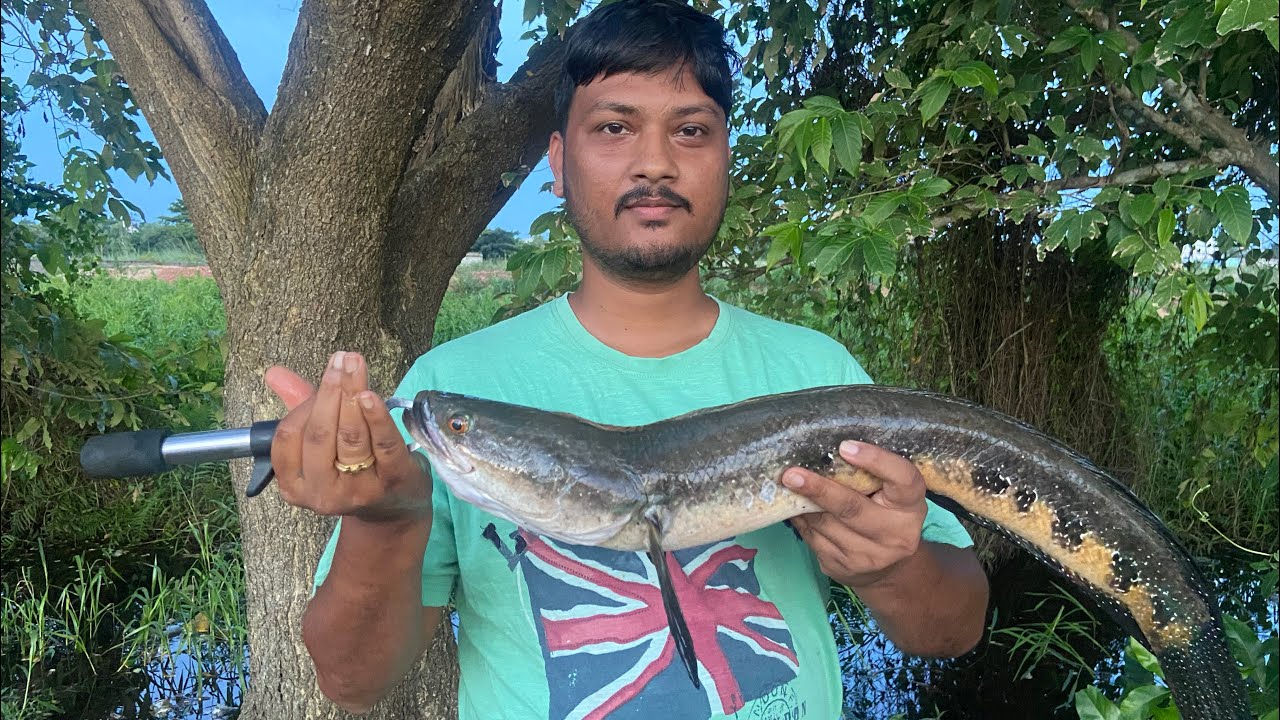 Amazing snakehead fishing #snakehead Murrel Fishing, How to catch snakehead. Snakehead Attack
