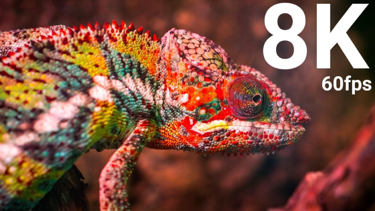 Most Beautiful Lizard in 8k (60fps, hdr Version)