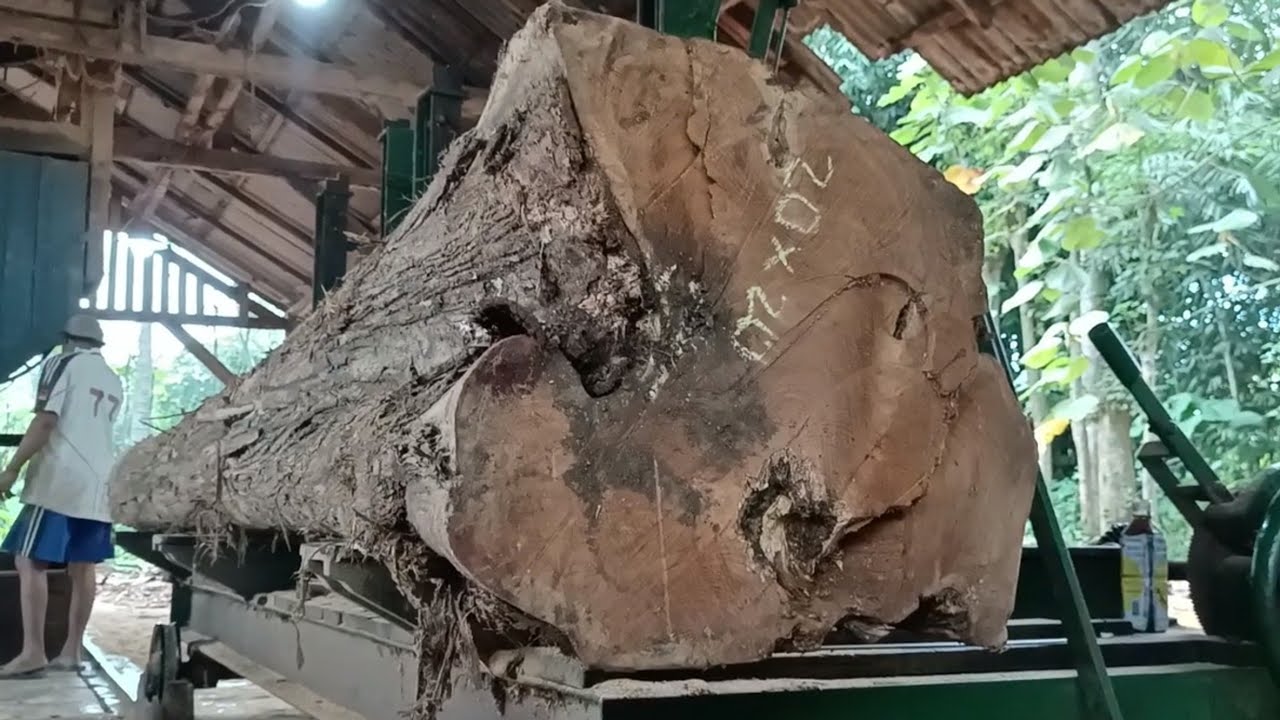 The process of turning teak logs into large house frame beams