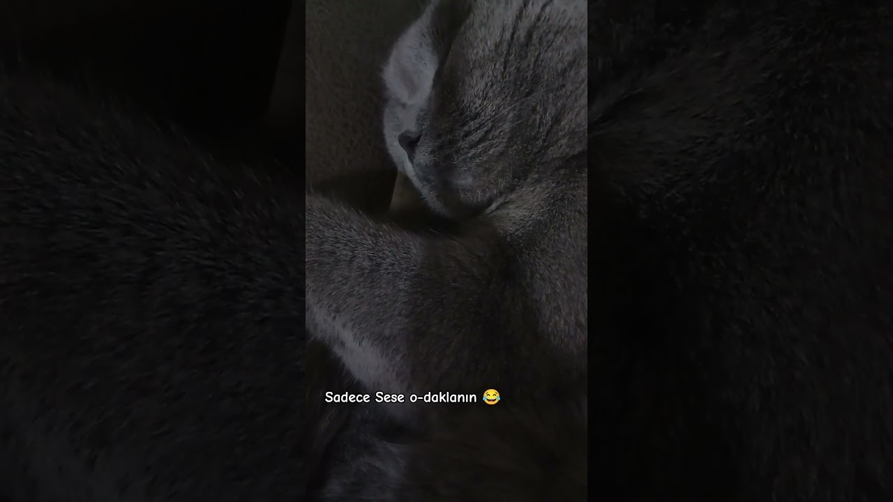 HORLAYAN BİR LUNA #cat