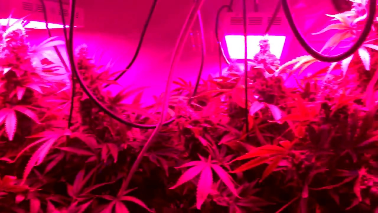 2 week progress and intro to Screen of Green