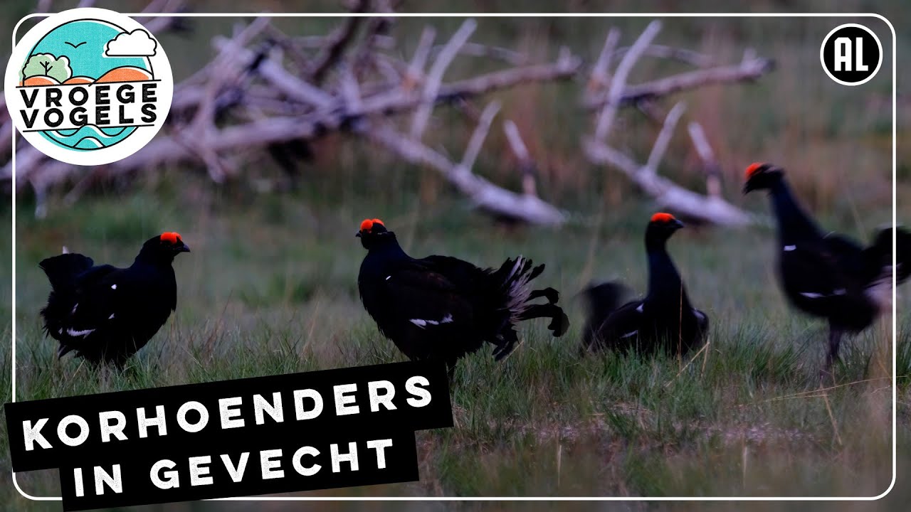 Korhoenders op de Sallandse heuvelrug  | Zelf Geschoten | Vroege Vogels