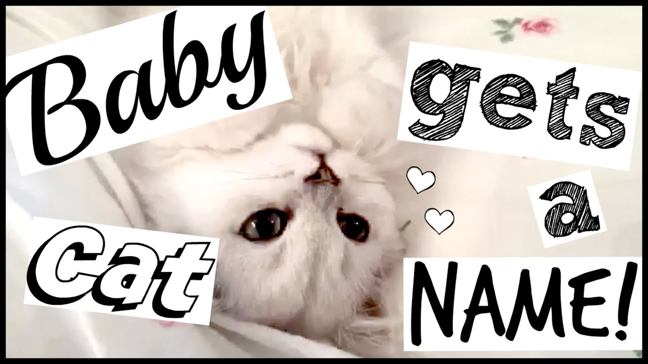 Baby Cat Gets A Name!