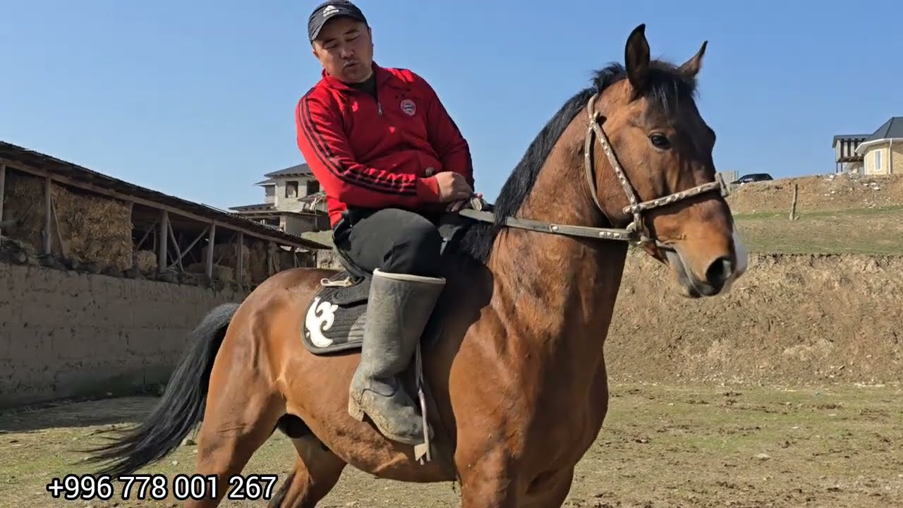 Таза тектүү кыргыз жылкы #аламанулак #жылкыбазар #horse #атбазар #rek #продажалошадей
