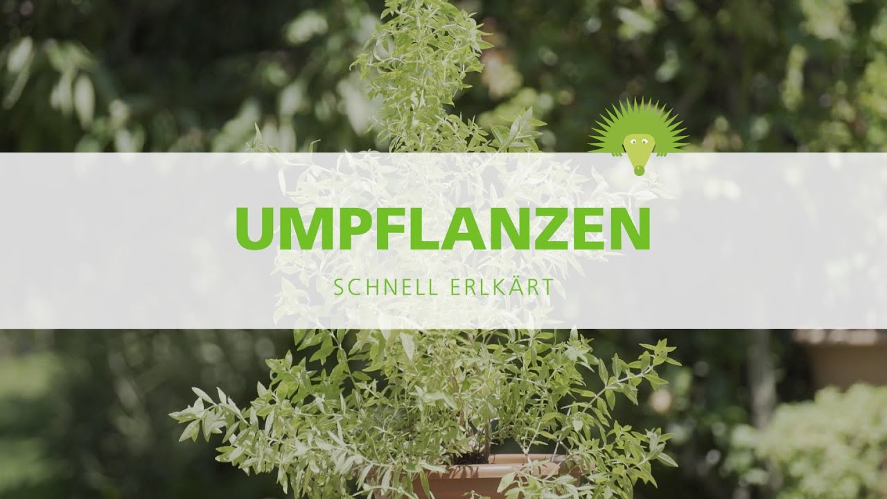 Umpflanzen - schnell erkl&auml;rt
