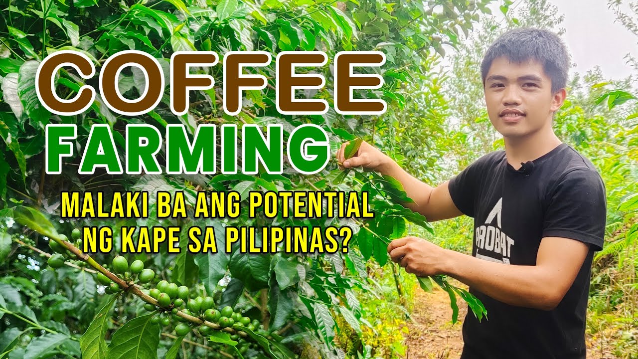 MALAKI BA ANG POTENTIAL NG COFFEE FARMING SA PILIPINAS?