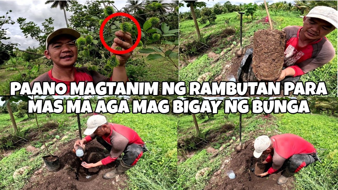 PAANO MAGTANIM NG RAMBUTAN 2024.