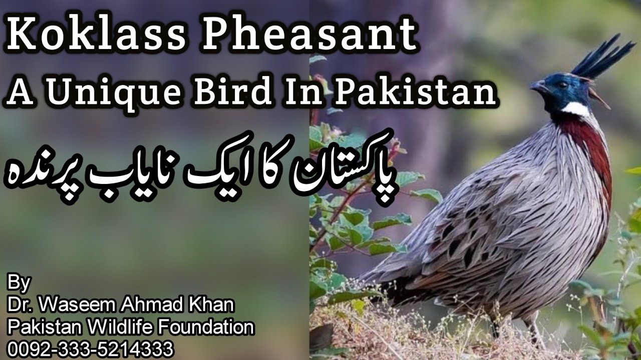 Koklass Pheasant A Unique Bird Of Pakistan | Pheasants Of Pakistan | Pheasant Birds