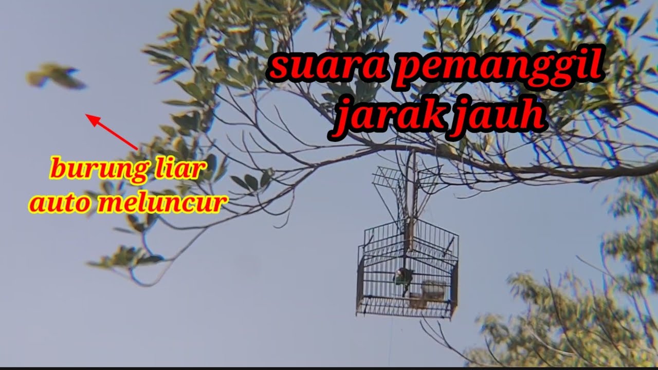 Suara khas cucak ijo mini Sumatra 