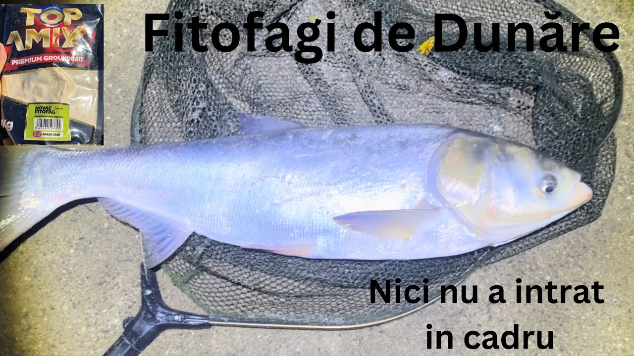 Ultima “FITOFĂGEALĂ” cu succes💪🏻Pescuit la FITOFAG în sezonul rece cu destul de multe prezentări.