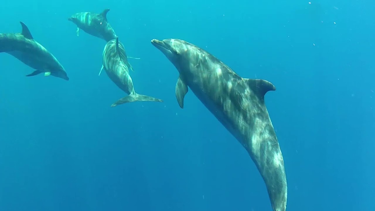 Satellite-tagging of common bottlenose dolphins around Lāna‘i: what we've learned so far