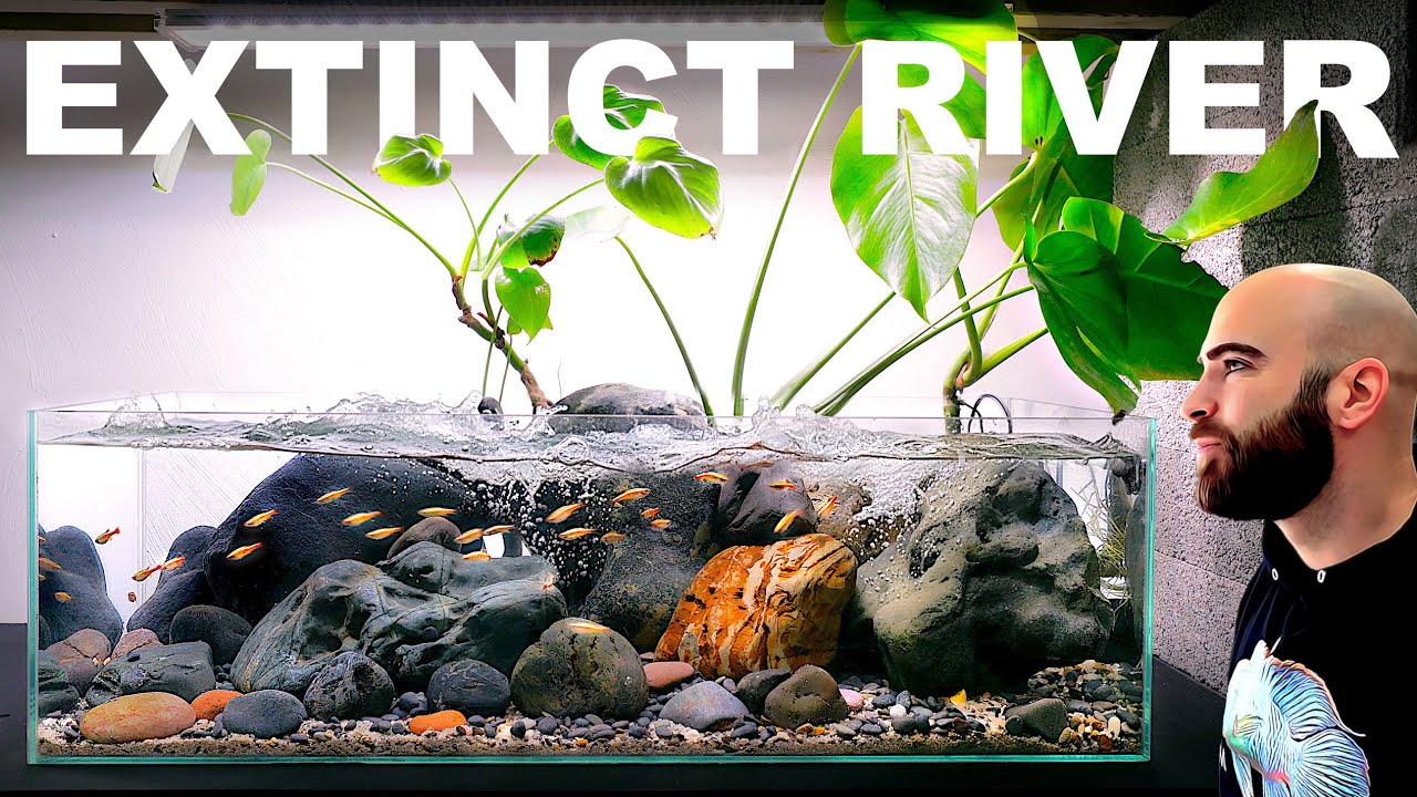 Building An Extinct Fish A Natural Habitat Aquarium