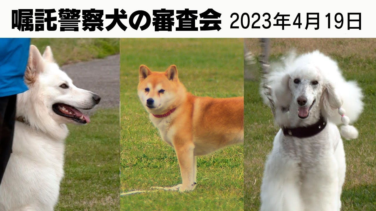 プードル、柴犬、ホワイトシェパードらが出場した嘱託警察犬の審査会