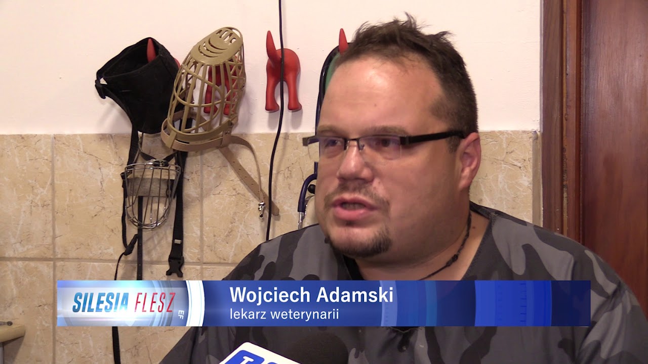 Fałszywy weterynarz w Zabrzu 22.08.2018