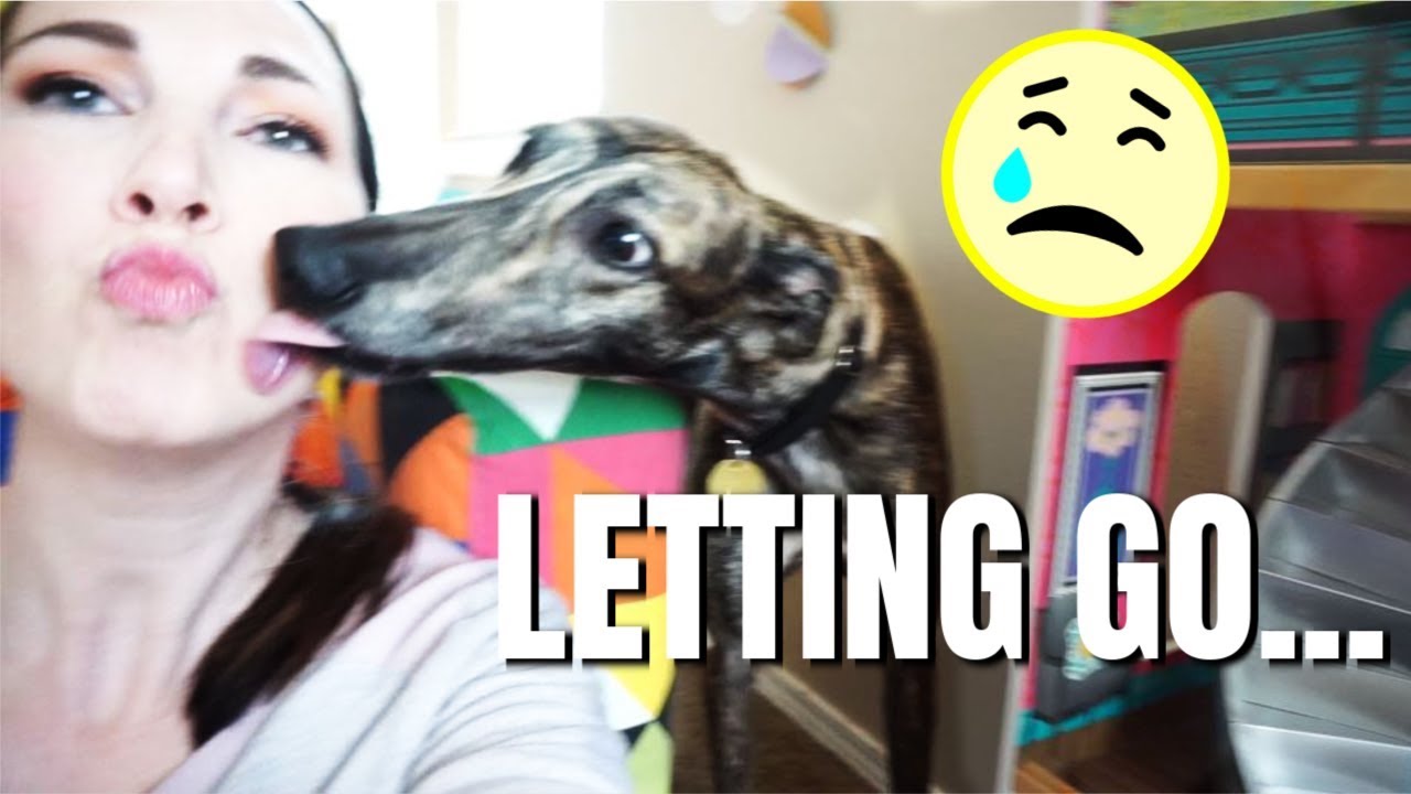 Letting Go... | Sevana the Greyhound Update