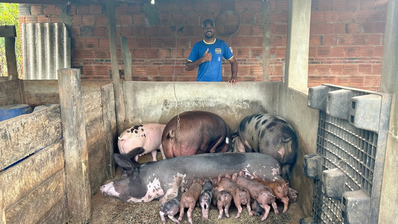 OS PORCOS RA&Ccedil;UDOS DE @karinaeguilherme05  QUE PESAM MAIS DE 200 KG EM 5 MESES DE CHIQUEIRO.