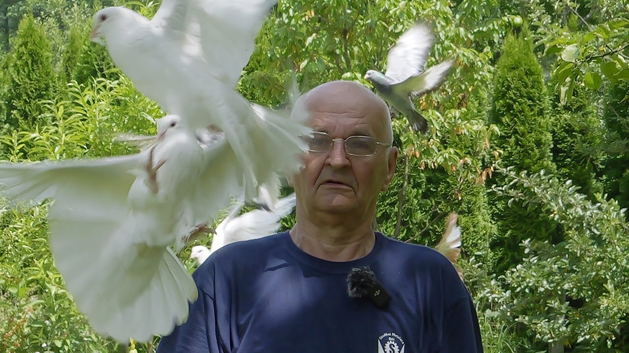 Zenički penzioner golubove poklanja putem interneta