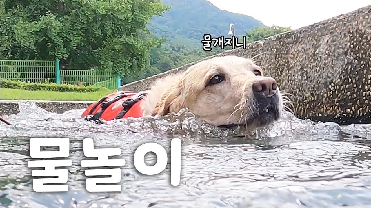 안내견학교의 특별한 여름나기