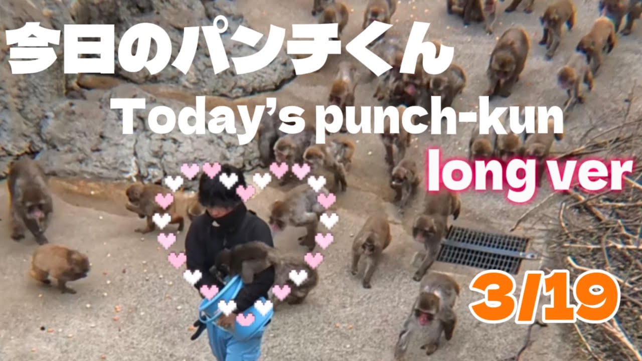 見るだけで疲れが消えるパンチくんの日常　A Day in the Life of Punch-kun 🐵 So Cute It Hurts!