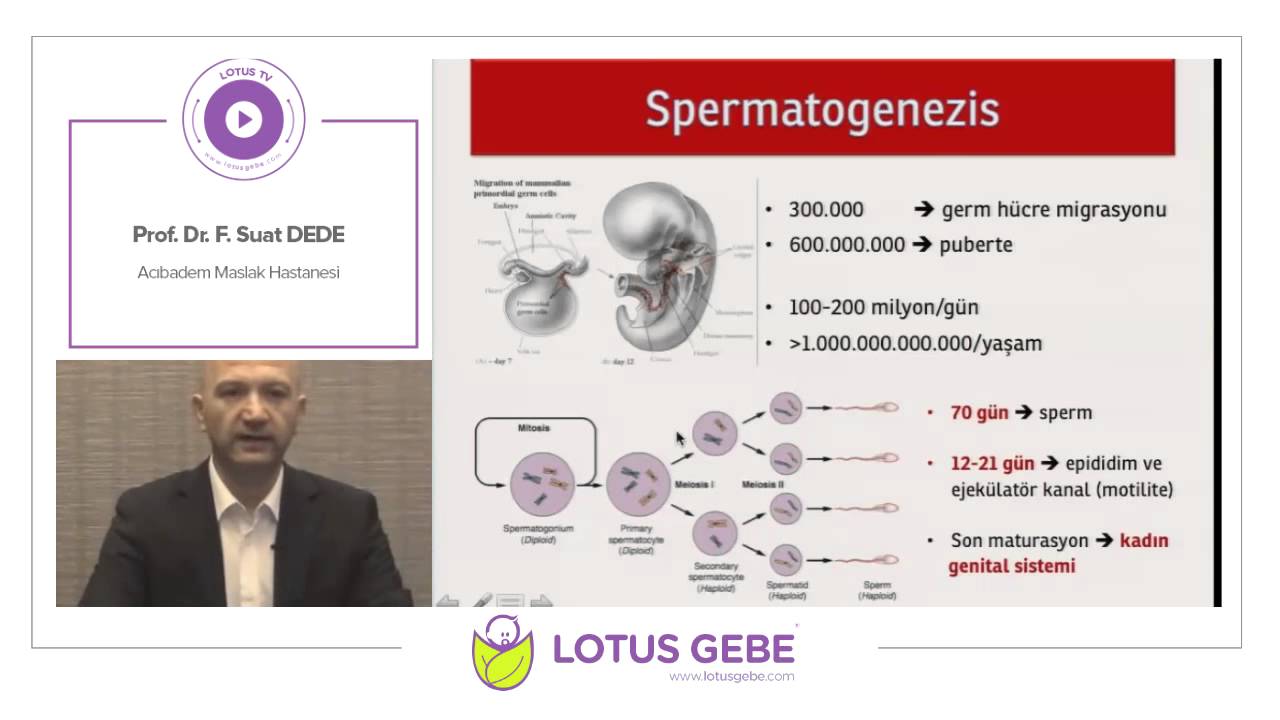 Prof. Dr. Suat Dede - Erkek İnfertilitesi