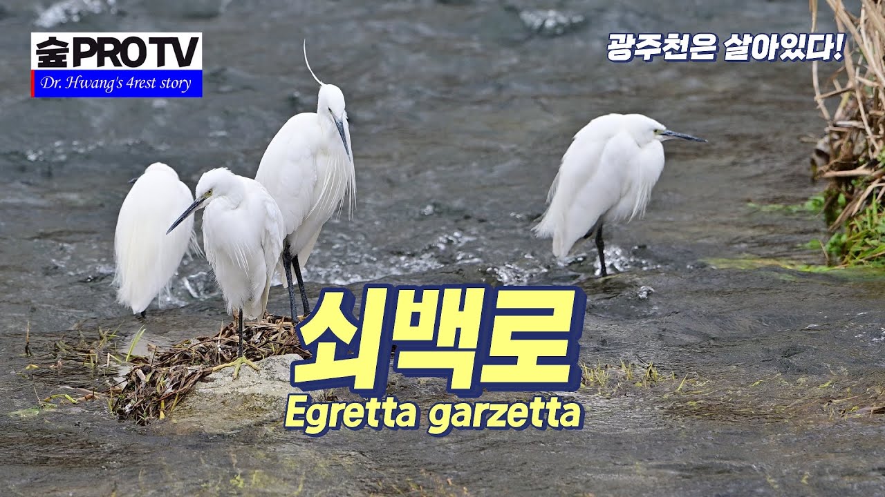 쇠백로 Little egret