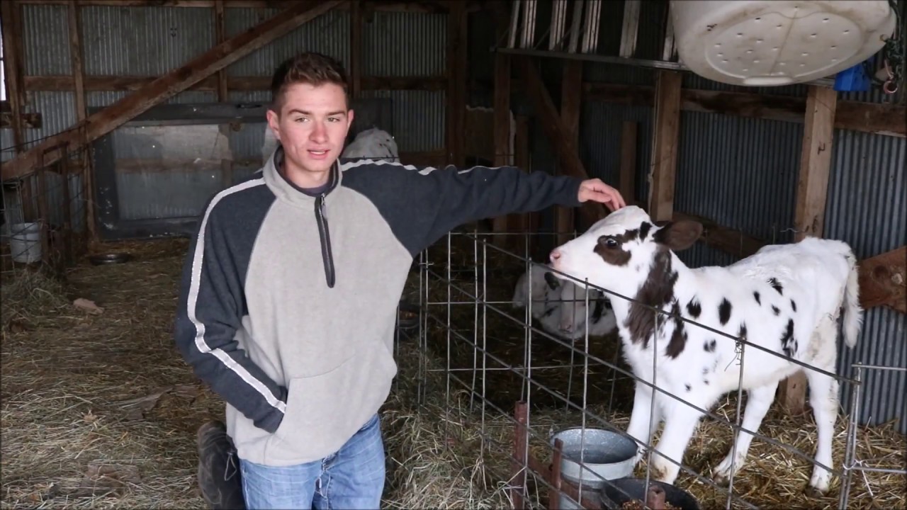 Baby Calf Update!