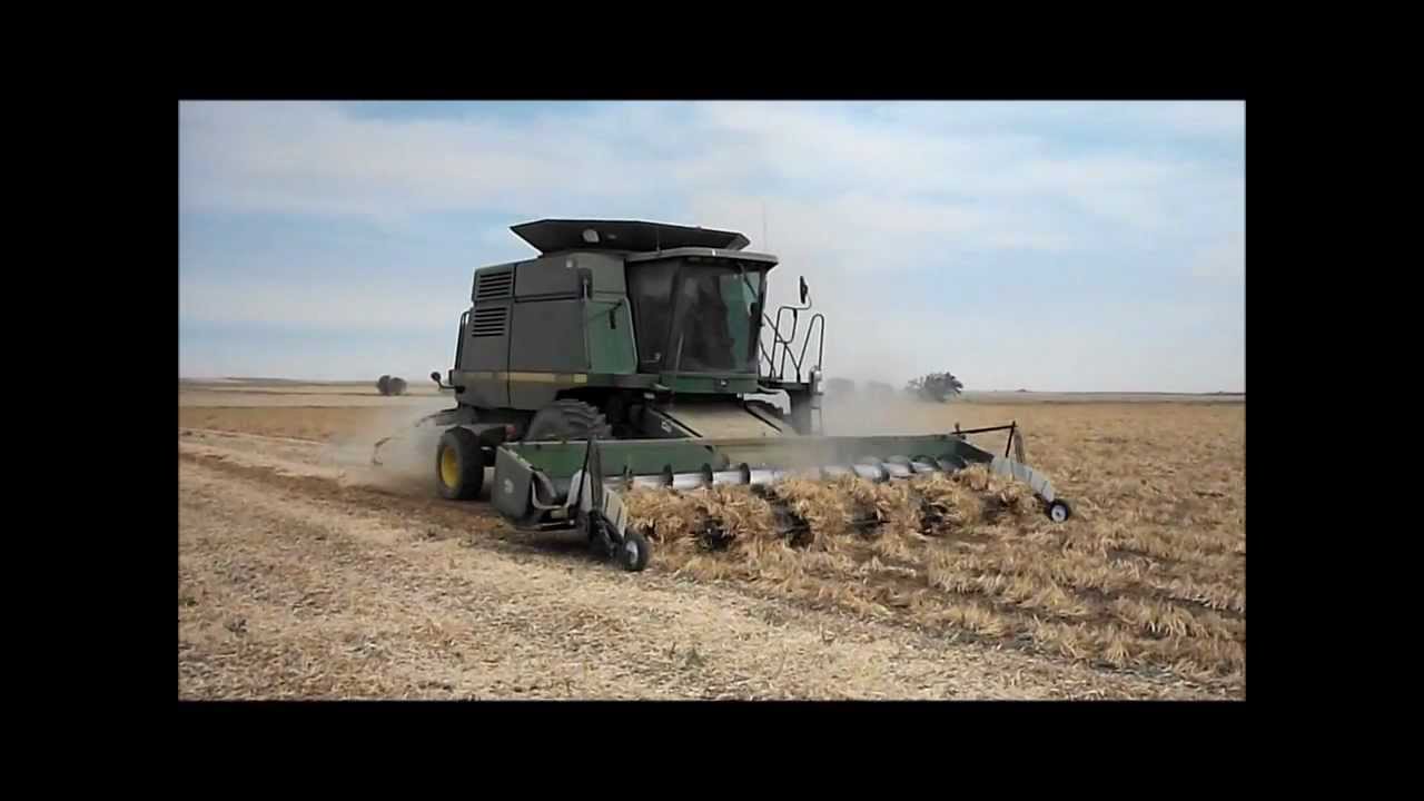 Bean harvest 2012.